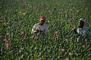 نگاهی به گزارش کاهش کشت مواد مخدر در افغانستان