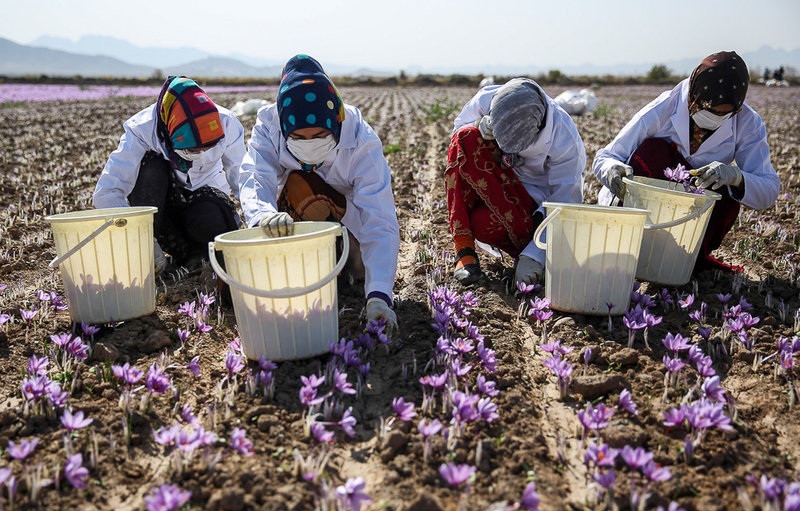 افزایش قاچاق زعفران ایران به افغانستان