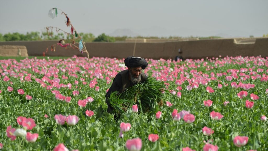 کشاورزان بدخشان خواستار پرداخت پول وعده داده شده از سوی طالبان
