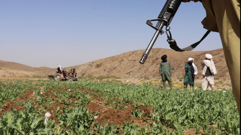 تخریب 242 هکتار مزارع کشت خشخاش در جنوب افغانستان