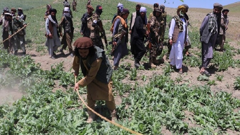 کاهش کشت خشخاش در افغانستان