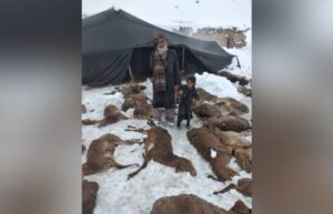 تلف شدن هزاران رأس دام در برف و سرمای افغانستان