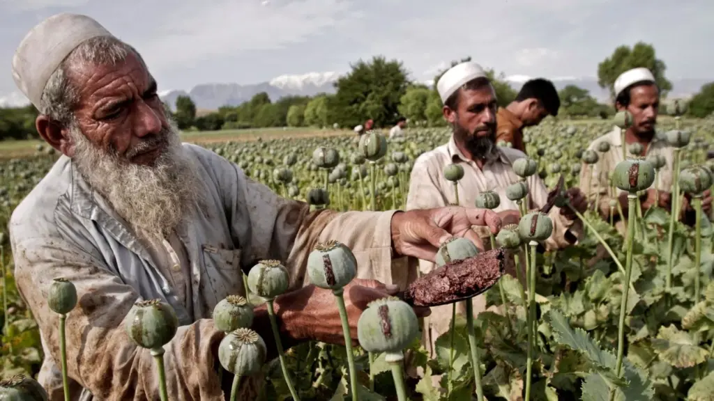 الزامات و مکمّل‌های ممنوعیت کشت خشخاش در افغانستان- ایراف