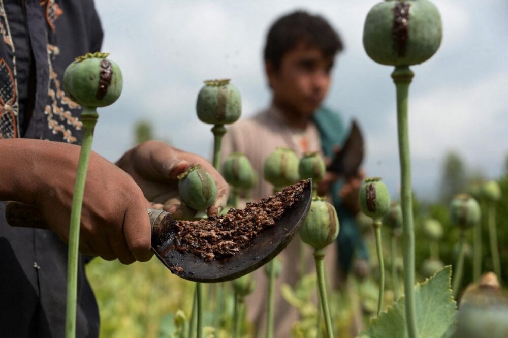 ادعای طالبان درباره ‌‌پایان کشت خشخاش در افغانستان-ایراف