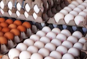 صادرات بیش از ۴۰۰ تن تخم مرغ تحت نظارت دامپزشکی قوچان به افغانستان