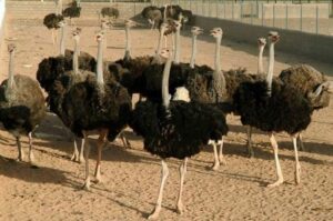 ایران به افغانستان شترمرغ صادر کرد- صادرات شتر مرغ به افغانستان- ایراف