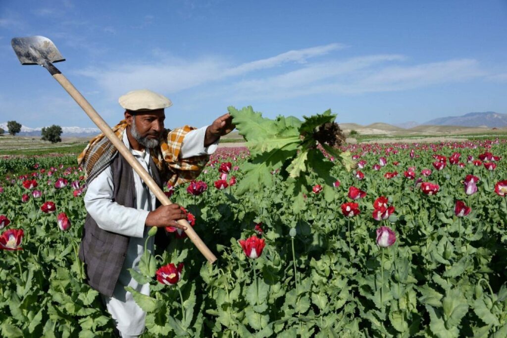 بررسی وضعیت خشخاش در افغانستان از محورهای نشست دوحه 3