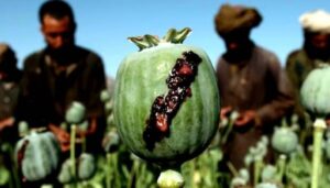 طالبان اقتصاد افغانستان مبتنی بر تریاک را تغییر داده است-ایراف