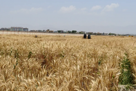 تولید گندم در افغانستان افزایش یافت-ایراف