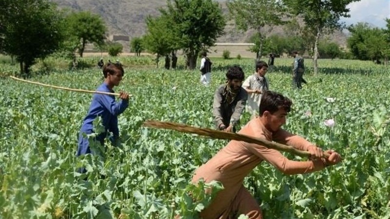 اعتراض شهروندان بدخشان به تخریب مزارع خشخاش