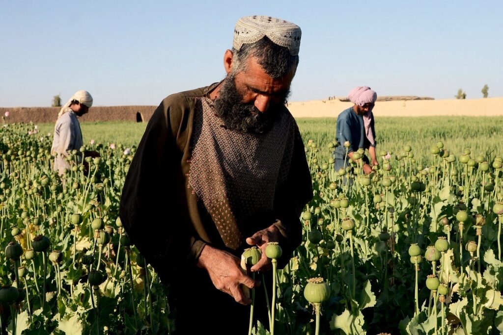 طرح ۵ ساله طالبان برای کشت جایگزین خشخاش-ایراف نیوز